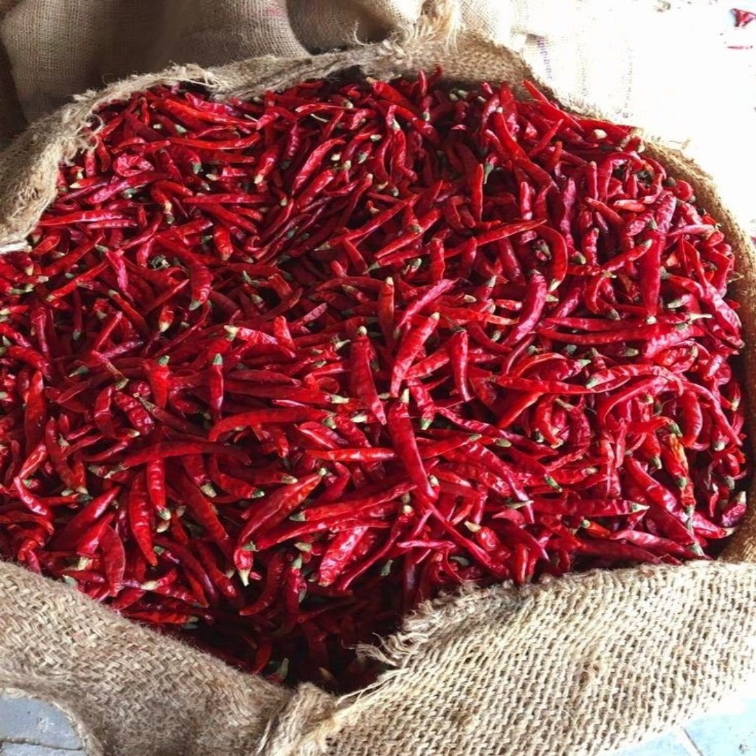 Syngenta 5531  Dry Red Chilli